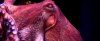 Octopus with Beautiful Eyes!.jpg