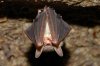 Little_Brown_Bat_Hanging_600.jpg